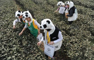 熊貓茶 - 采用熊貓糞便施肥種植的茶