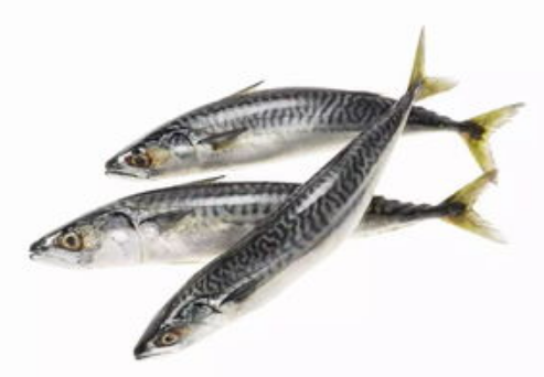 鯖魚 - 生物物種