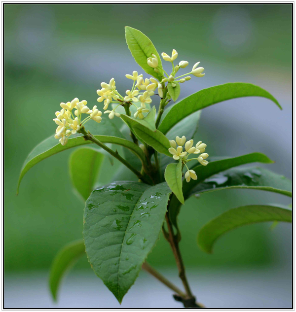 月桂 - 毛茛目樟科植物