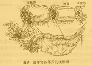 輸卵管 - 女性生殖器官