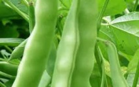 蕓豆 - 豆科菜豆屬植物