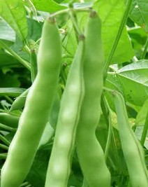 蕓豆 - 豆科菜豆屬植物