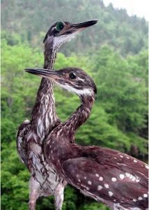 海南虎斑鳽 - 中型涉禽