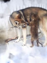 混血狼 - 犬科犬屬動物