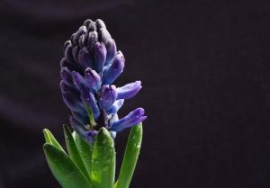 風信子 - 風信子科風信子屬草本球根類植物