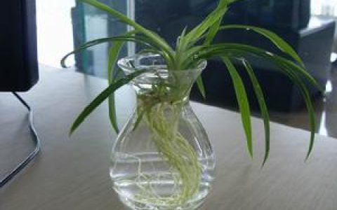 水培吊蘭 - 水容器內(nèi)培植的垂掛式蘭花
