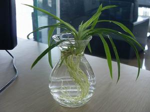 水培吊蘭 - 水容器內(nèi)培植的垂掛式蘭花