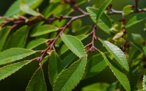 旱榆 - 榆科榆屬植物