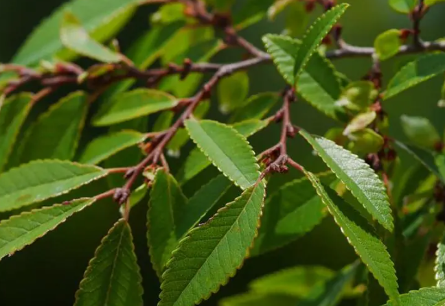 旱榆 - 榆科榆屬植物