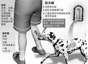 狂犬病潛伏期 - 損害中樞神經(jīng)系統(tǒng)的急性傳染病